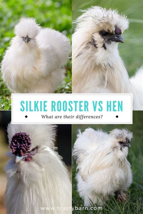 male vs female silkie chickens|silkie hen vs rooster.